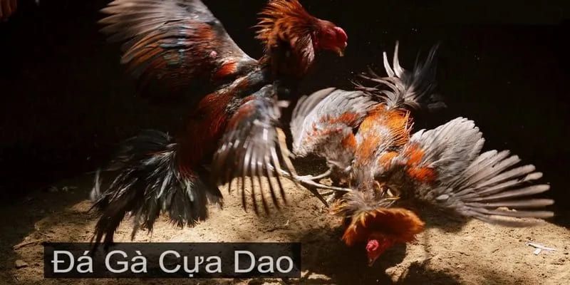 Tìm hiểu chung về khái niệm đá gà cựa dao